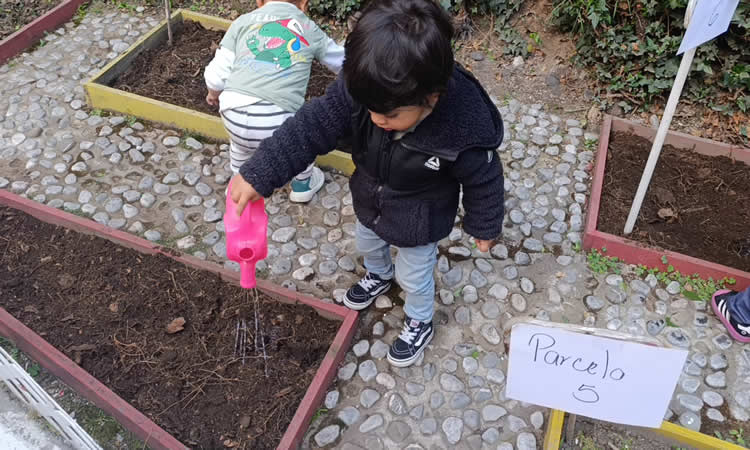 La huerta como experiencia viva de aprendizaje en Colegio Meraki